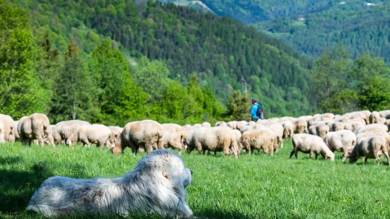 Biały pies pasterski czuwa nad stadem owiec na zielonej łące. W tle widać pasterza i zalesione wzgórza. To obrazek pokazujący, co to jest redyk.