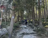 Kamienna ścieżka w lesie, turyści idą w górę. Znak wskazuje niebieski szlak na Śnieżkę.