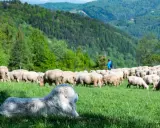 Biały pies pasterski czuwa nad stadem owiec na zielonej łące. W tle widać pasterza i zalesione wzgórza. To obrazek pokazujący, co to jest redyk.