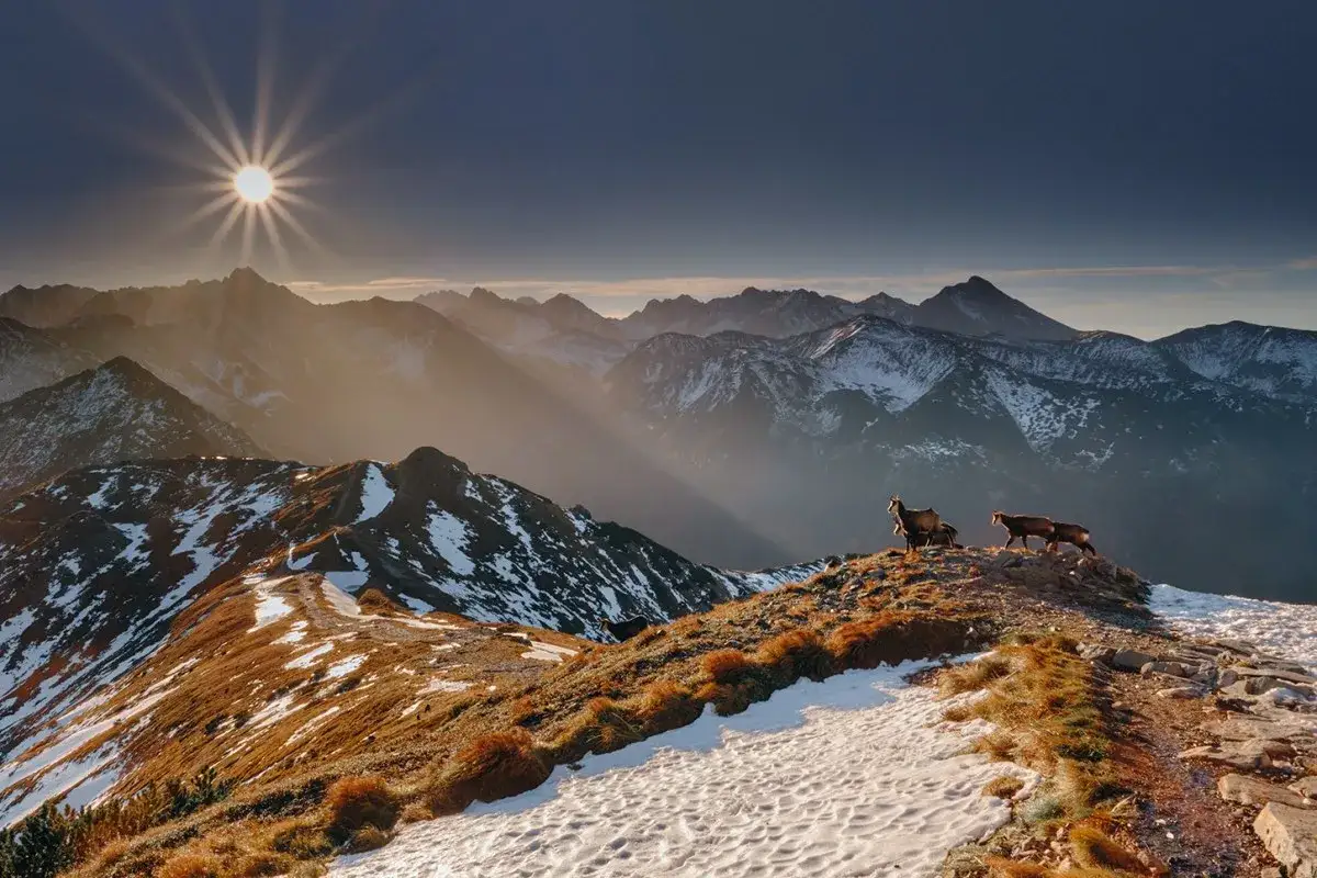 Widok na Tatry o zachodzie słońca, z kopa kondratowa w tle. Kozice górskie pasą się na zboczu.