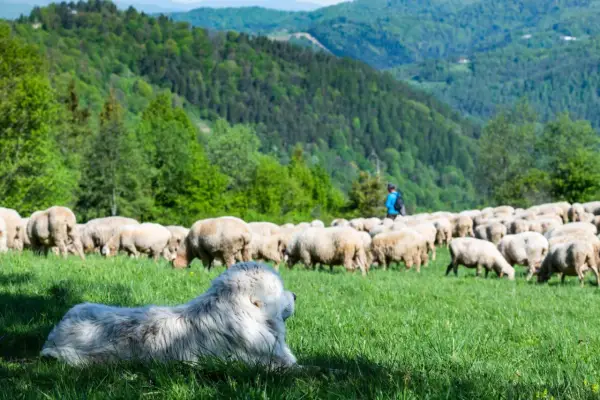 Biały pies pasterski czuwa nad stadem owiec na zielonej łące. W tle widać pasterza i zalesione wzgórza. To obrazek pokazujący, co to jest redyk.